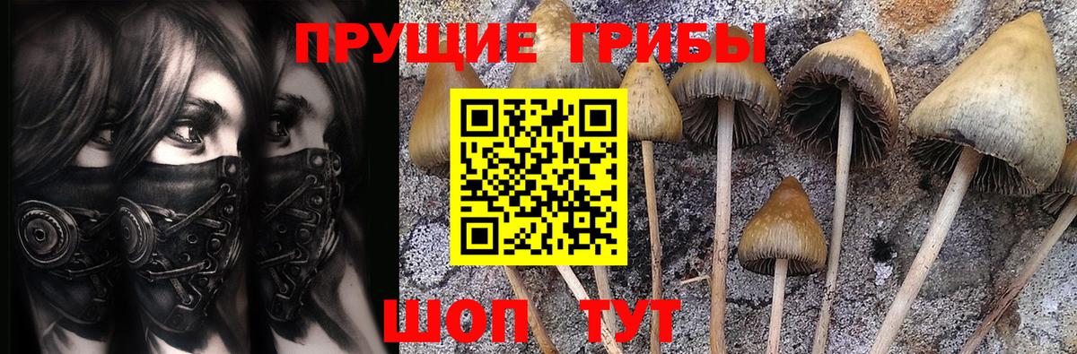 Галлюциногенные грибы Psilocybe  Псилоцибиновые грибы мицелий  Усть-Лабинск 